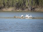 Water fowl